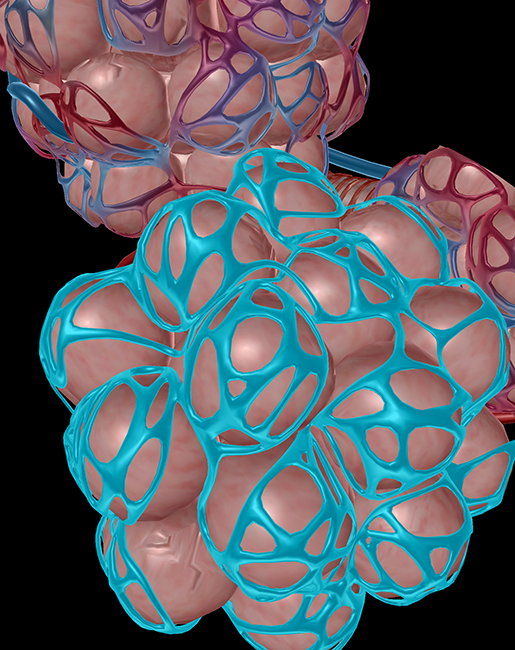 Lower-Respiratory-Alveolar-Sacs-Capillaries